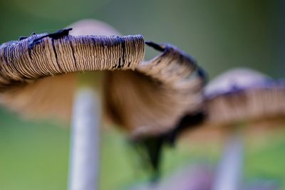 Close-up of mushroom growing outdoors