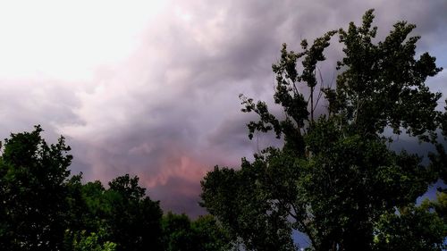 Low angle view of trees against sky