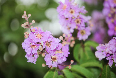 Close-up of pink flowering plant