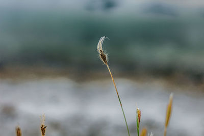 Close-up of dry flowers on field