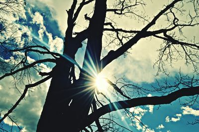 Low angle view of sun shining through trees