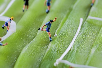 High angle view of green leaf on grass