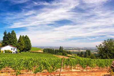 Crop growing at vineyard against sky