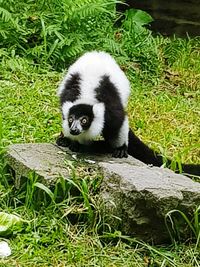 Portrait of cat relaxing on grass