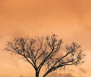 Low angle view of silhouette bare tree against sky during sunset
