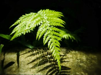 Close-up of fern leaves