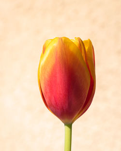 Close-up of red flower