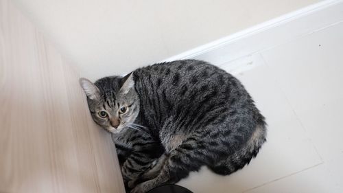 High angle portrait of tabby cat