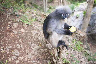 Monkey sitting on land