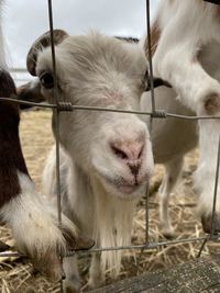 Farmyard goat behind fence