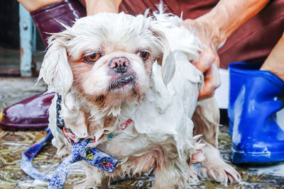 Low section of man cleaning dog