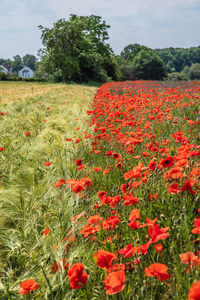 Close-up of red poppy flowers growing on field