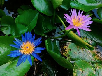 Close-up of lotus water lily in pond