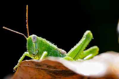Close-up of green insect