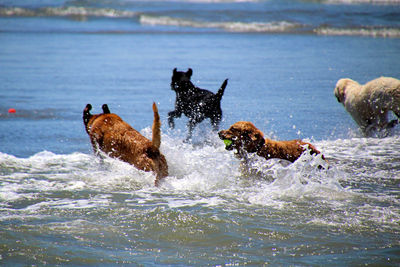 Dogs frolicking in the beach surf