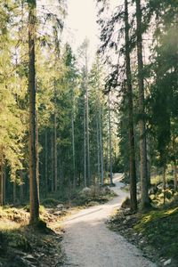 Road passing through forest