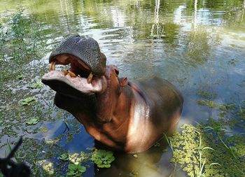 Hippopotamus at lake