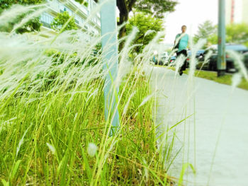 Surface level of grass against blurred background