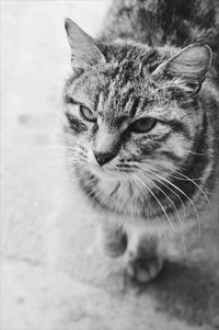 Close-up portrait of cat