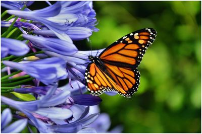 Close-up of butterfly pollinating on purple flower