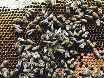 Close-up of snake on sea