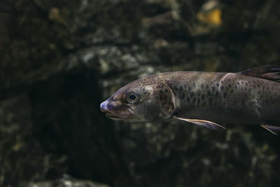 Close-up of fish swimming in sea