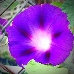 Macro shot of purple flower