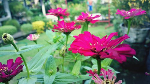 Close-up of pink flowers blooming outdoors