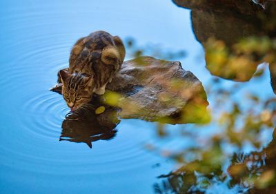 Turtle swimming in lake
