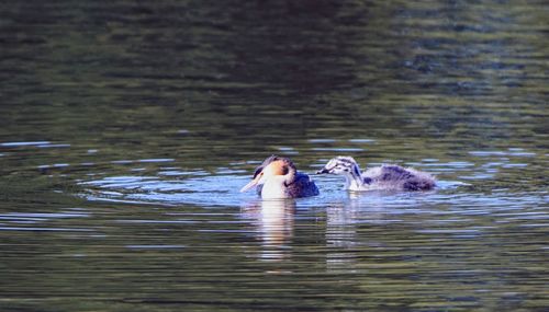 View of ducks swimming in lake