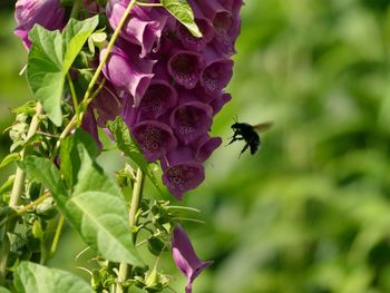 Close-up of bee pollinating on purple flower