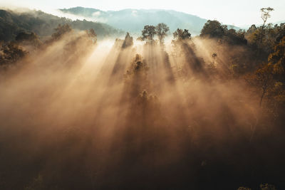 Foggy sunrise in the mountains in summer,sunrise and morning mist in the forest