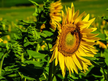 Close-up of yellow flowering plant