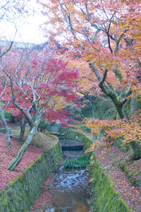 View of trees in autumn