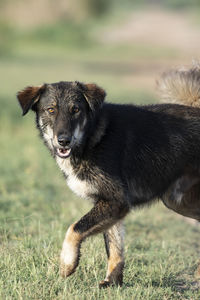 Dog running in a field