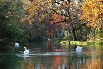 Swans swimming in lake