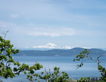 View on mount baker volcano framed by foliage, shot on vancouver island, british columbia, canada