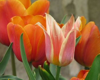 Close-up of red tulip blooming outdoors