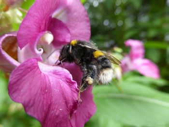 Close-up of bee pollinating on pink flower