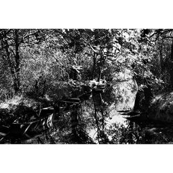 View of trees in water