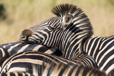 Close-up of two zebras