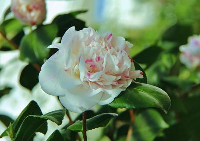 Close-up of pink rose flower