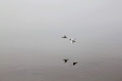 Birds flying over lake