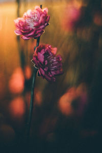 Close-up of flower against blurred background