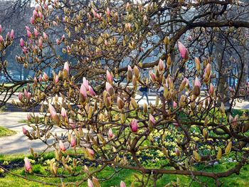 Pink flowers growing on tree