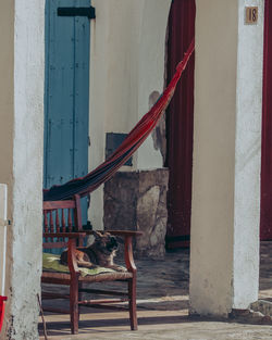 Cat sitting outside building