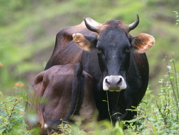 Portrait of cow and calf looking at camera in field of wildflowers, vilcabamba, ecuador.