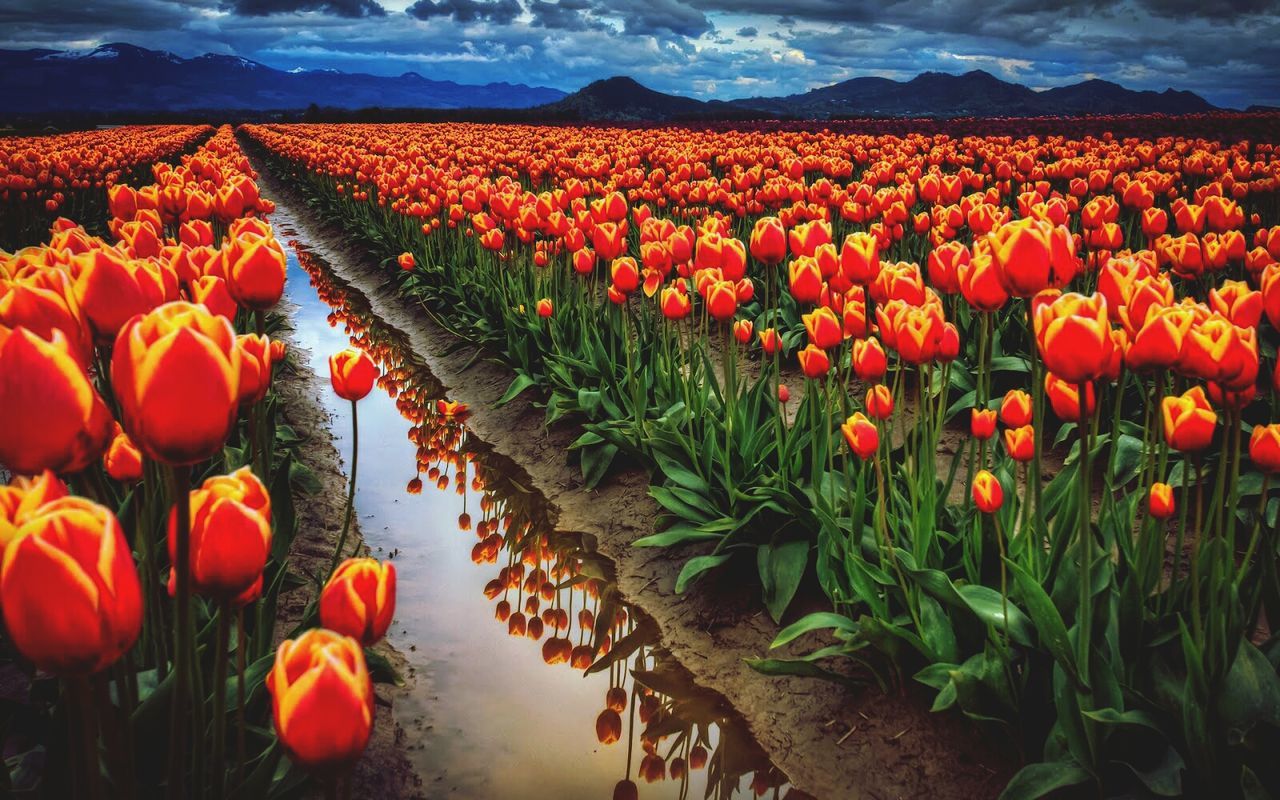 flower, abundance, agriculture, field, tulip, freshness, beauty in nature, growth, rural scene, nature, sky, landscape, plant, in a row, red, fragility, tranquility, farm, variation, flowerbed