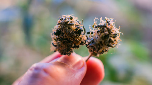 Close-up of hand holding leaf