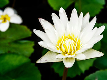 Close-up of white water lily